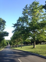 Fototapeta na wymiar country road with trees