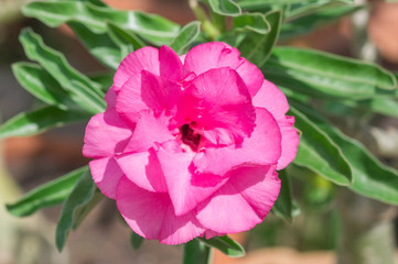 Desert Rose flowers