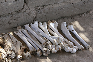 Ancient Human Bones
