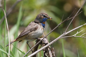 Obraz premium male bluethroat (Luscinia svecica) with the caught caterpillar