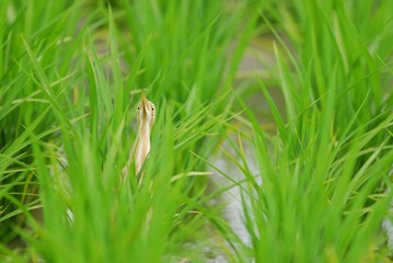 擬態するヨシゴイ