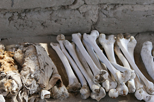 Ancient Human Bones
