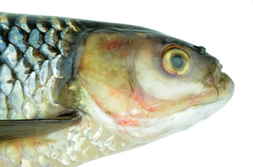 fish's head. Isolated on a white background.