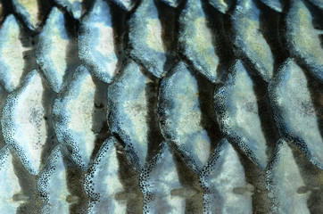 Fish scales background © evegenesis