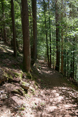 Fototapeta premium Forest in French alps