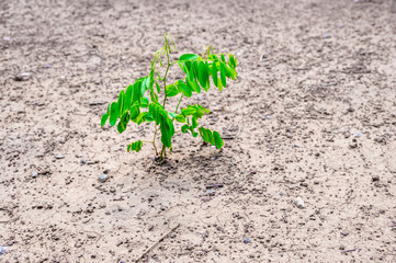 Small plant on dry soil