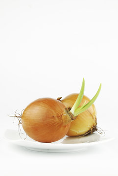 Yellow onion with green shoots on white background