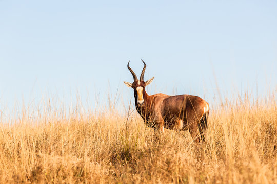 Buck Alone Grasslands Wildlife Animal