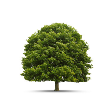 Sch&ouml;ner Baum freigestellt