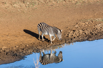 Fototapeta na wymiar Zebra Water Mirror Double Reflection Wildlife