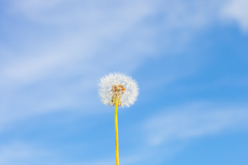 Dandelion with seed