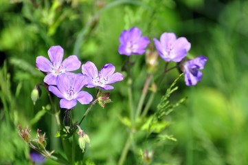 Wiesenstorchenschnabel