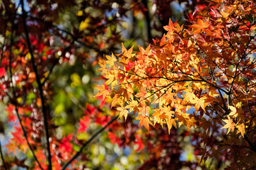 日本の紅葉 もみじ