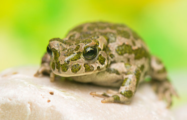 Toad - Bufotes viridis