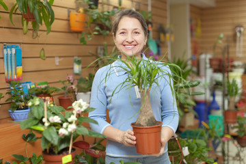 woman chooses Nolina in pot at flower shop