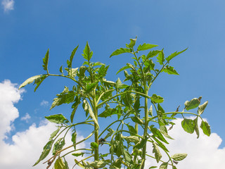 Plug tomato plant © Claudio Divizia