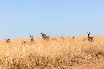 Fototapeta na wymiar Buck Grasslands Wildlife Animals Terrain