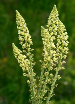 yellow flowers of wild plant reseda