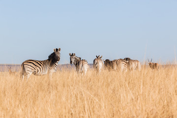 Fototapeta na wymiar Zebra Herd Grasslands Habitat Wildlife Animals