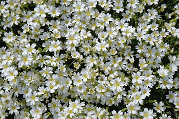 Cerastium Aetneum In Etna Park, Sicily