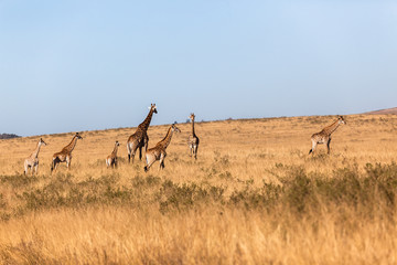 Giraffes Grasslands Landscape Wildlife Animals