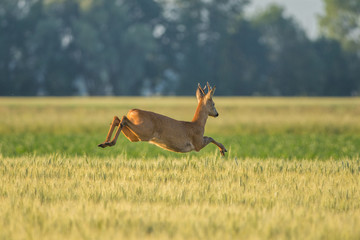 Chevreuil qui saute dans les champs