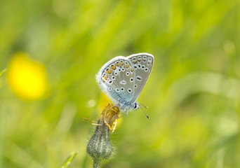 Бабочка голубянка (Lycaenidae )