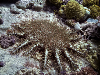 Naklejka na ściany i meble Crown-of-thorns starfish