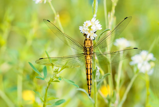 A yellow dragonfly, Orthetrum cancellatum male, also known as black-tailed skimmer, on a flower under the warm spring sun