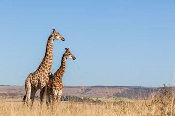 Fototapeta premium Żyrafy Dwie uczucia razem Blue Sky Wildlife