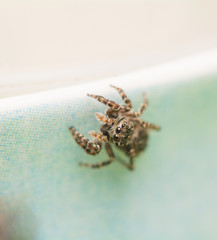 Jumping spider - Sitticus pubescens