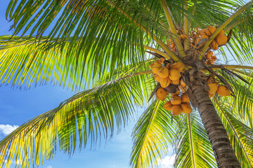 Fototapeta premium Bottom-up view of a tall palm tree with lots ripe coconuts, and