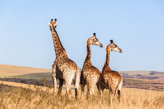 Three Giraffes Blue Sky Wildlife Animals
