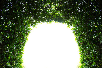 abstract green arch background