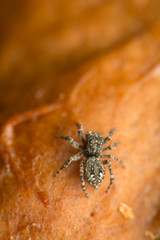 Jumping spider - Sitticus pubescens