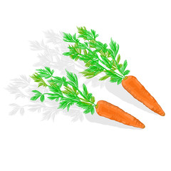 Carrots with leaves healthy gastronomy vector illustration
