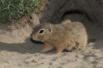 European ground squirrel in front of the burrow