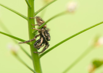 Jumping spider