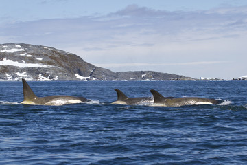 Flock orcas or killer whales swimming along the Antarctic Island