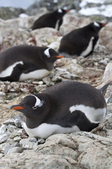 Naklejka premium Gentoo penguin females sitting on nests in colonies