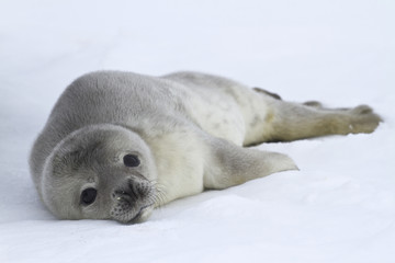 Bébés phoques de Weddell qui se trouve sur la glace de l& 39 Antarctique