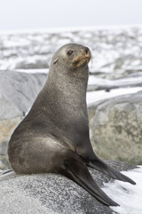 young fur seal resting on a rocky island © Tarpan