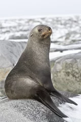 Wanddecoratie Zuidpoolgebied young fur seal resting on a rocky island  © Tarpan