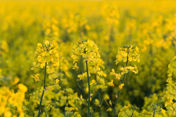 Obraz premium field of rapeseed
