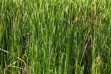 asian large grass