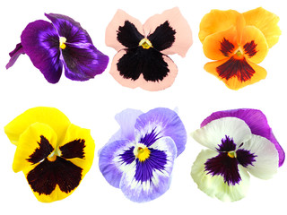 Set bonte viooltjesbloemen