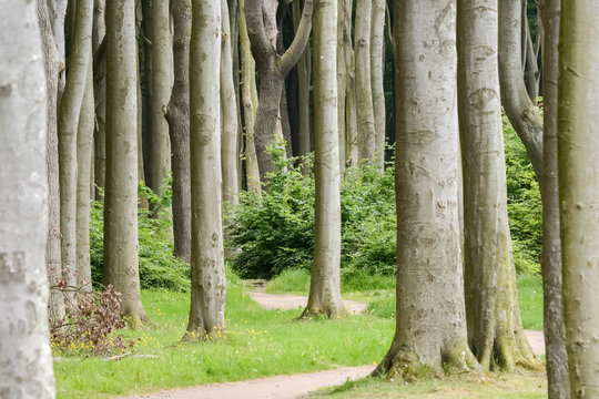 Wald