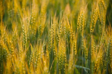 Wheat field