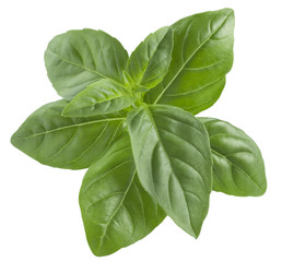 Big basil leaf isolated on white background