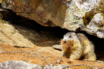 Marmotta mangia erba
